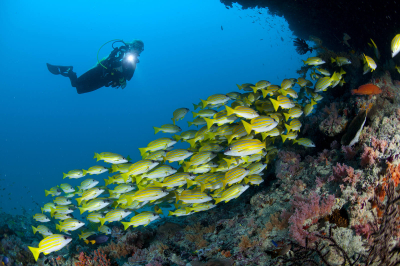 Snorkelling & Fishing